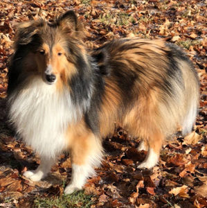 Meet your Posher, Shahar